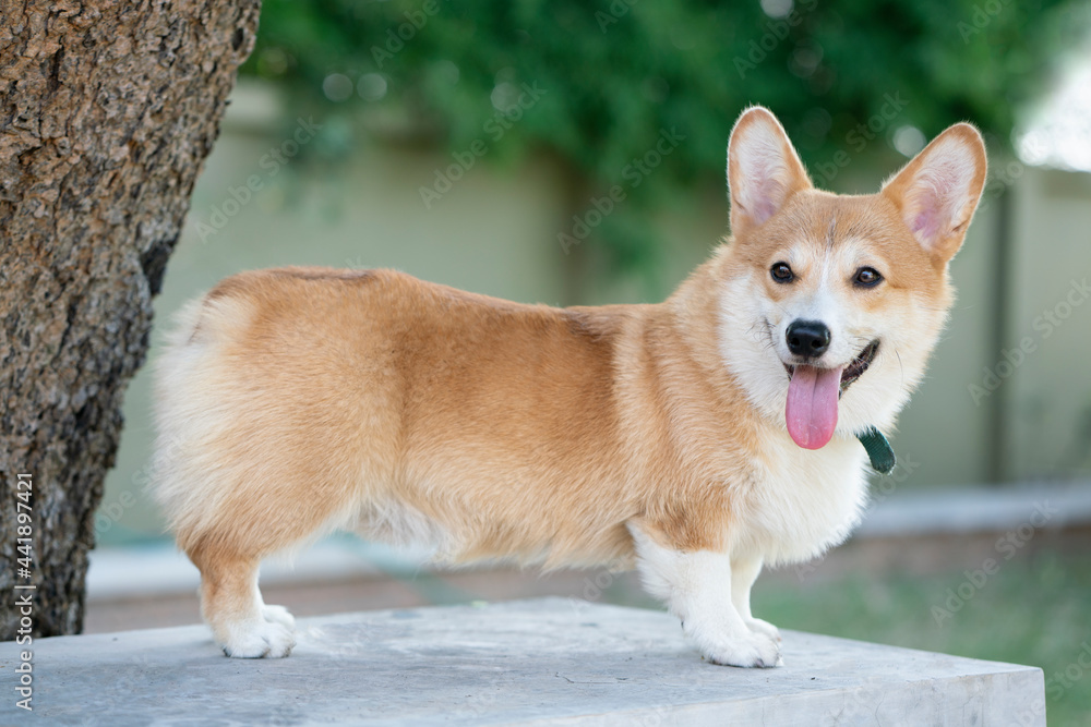 Corgi dog on the table in summer sunny day Corgi dog on the table in summer sunny day