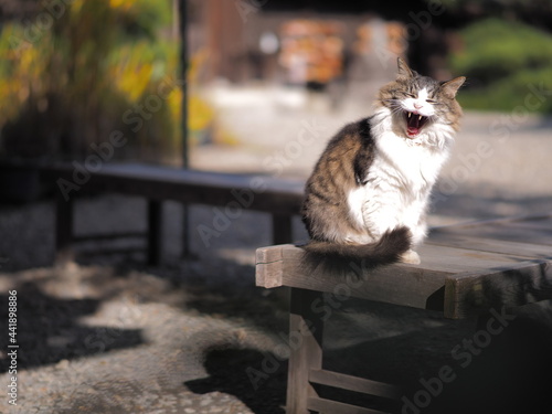 大あくびをする猫
