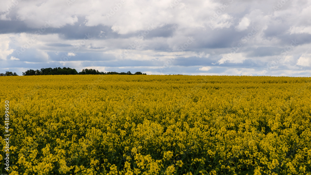 Fototapeta premium Field of rapeseed.