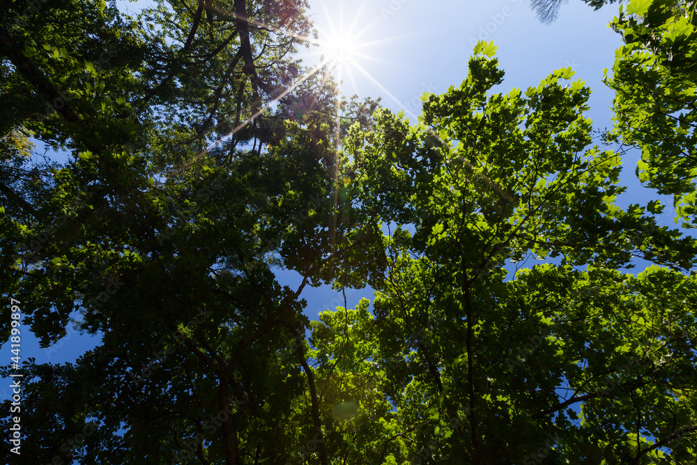 Fototapeta premium trees with green foliage in the summer