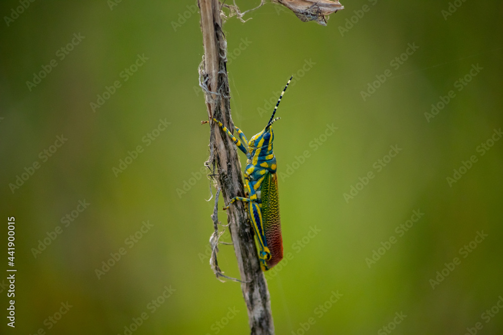 A beautiful and unique Grasshopper. A beautiful and unique Grasshopper.