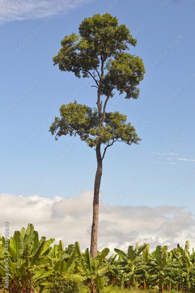 Fototapeta premium tree on the hill