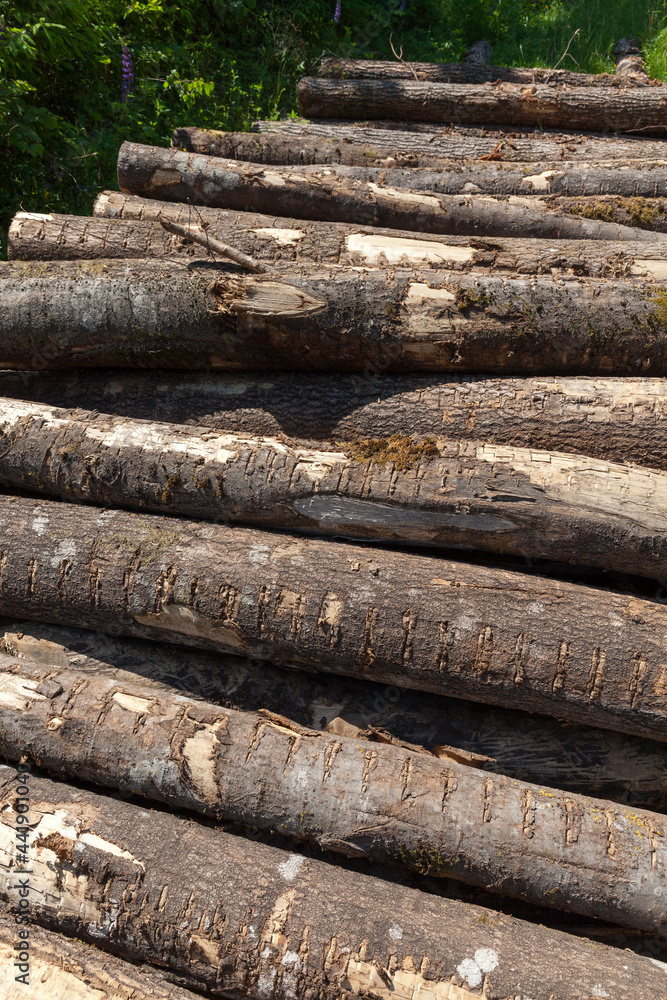harvesting pine tree trunks in the forest harvesting pine tree trunks in the forest