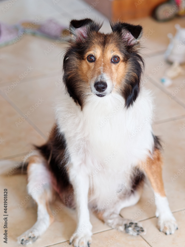 Cute Shetland sheepdog sitting on ground and looking at camera with messy home background, full length portrait, naughty dog concept. Cute Shetland sheepdog sitting on ground and looking at camera with messy home background, full length portrait, naughty dog concept.
