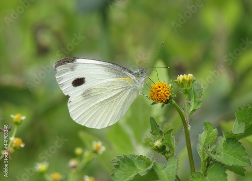 A Pieris Canidia butterfly sitting on a flower photo