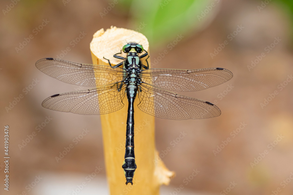 Dragonfly in the beak of a stick Dragonfly in the beak of a stick