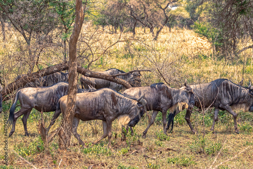 Tanzania, Serengeti park – Gnu or Wildebeest antelope.