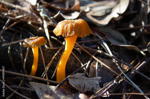 Cantharellus lutescens mushrooms found in the woods of Porto Caleri park, Rosolina, Italy. Small edible yellow mushrooms. Two sunlit mushrooms. photo