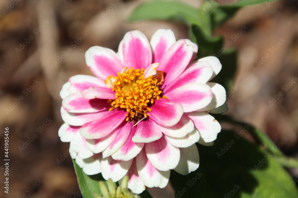 Zinnia Of Summer, Alexander Circle, Edmonton, Alberta Zinnia Of Summer, Alexander Circle, Edmonton, Alberta