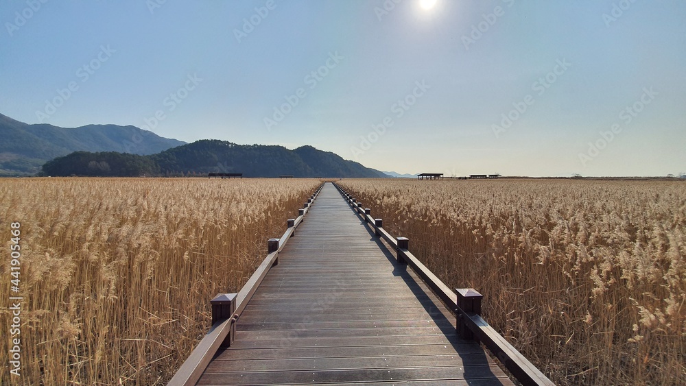 습지의 갈대숲 사이로 길게 뻗은 길
A long road through the reed forest of the wetland
