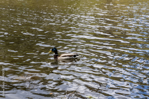 Drake duck swims on the lake. Summer day.