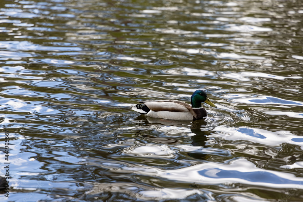 Drake duck swims on the lake. Summer day. Drake duck swims on the lake. Summer day.