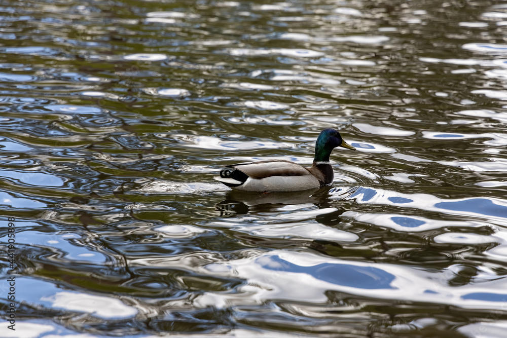 Drake duck swims on the lake. Summer day. Drake duck swims on the lake. Summer day.