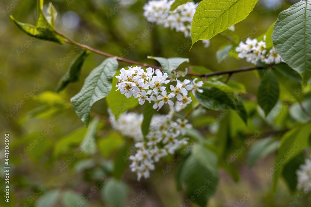 White flowers of fruit trees in spring on a background of green leaves. Detailed macro view. White flowers of fruit trees in spring on a background of green leaves. Detailed macro view.