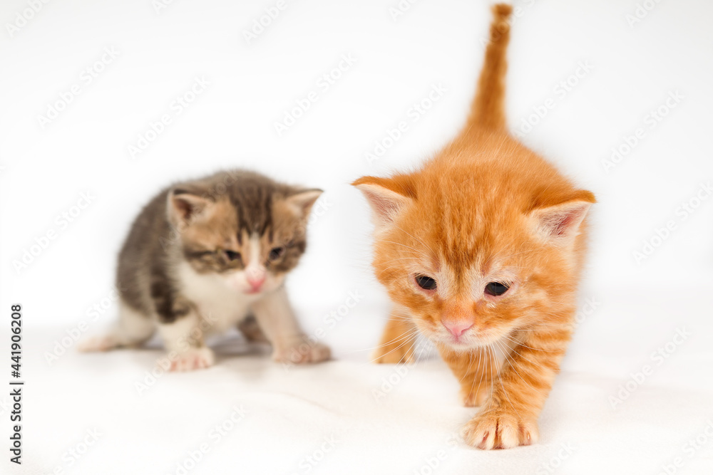 Two funny little red hair kittens