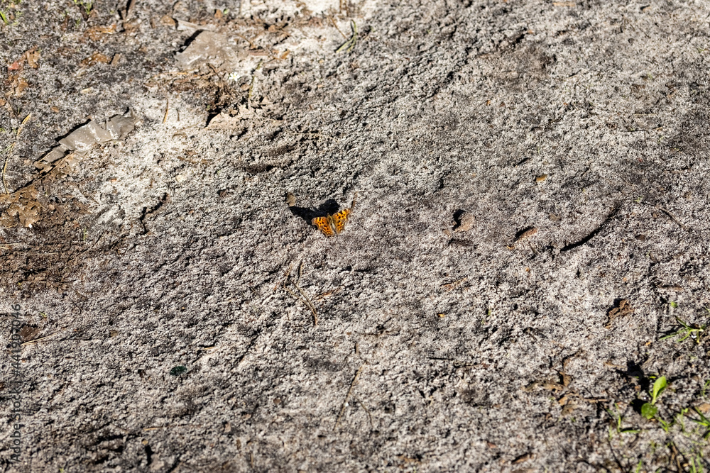 Butterfly on the ground on a sunny summer day. Butterfly on the ground on a sunny summer day.