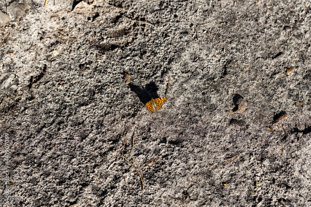 Butterfly on the ground on a sunny summer day. Butterfly on the ground on a sunny summer day.