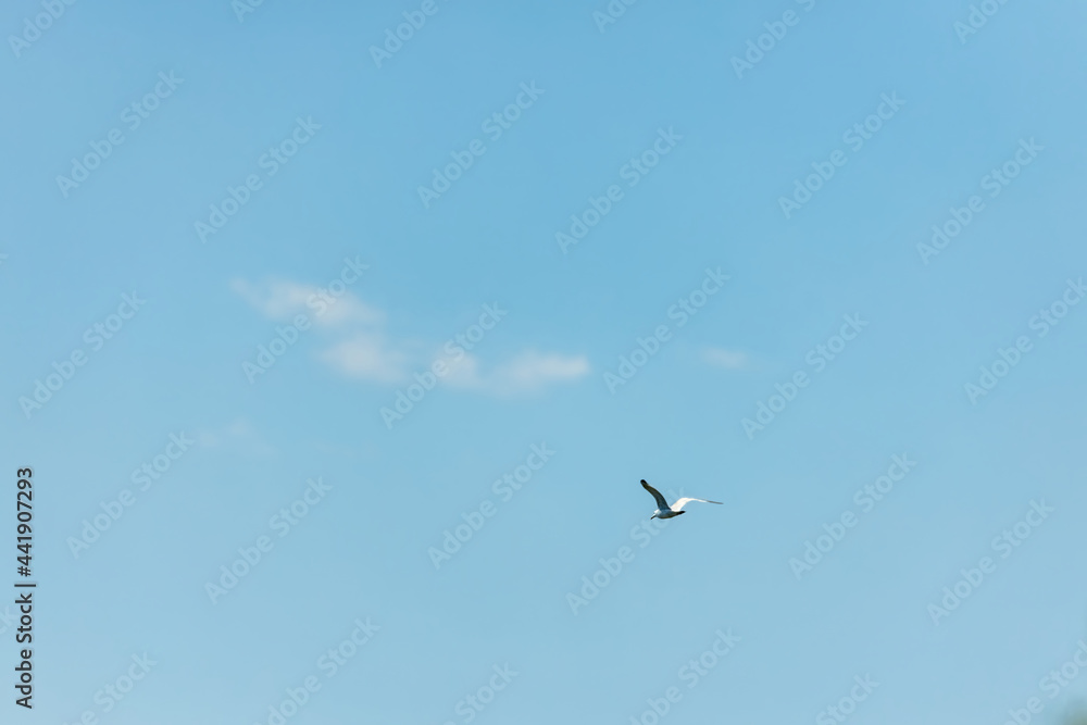 Seagull in the blue sky. Clear day.