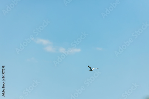 Seagull in the blue sky. Clear day.