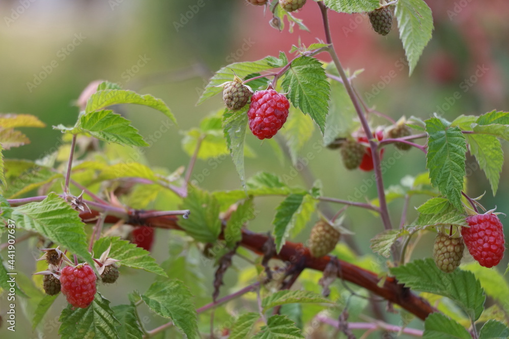 berries of a raspberry berries of a raspberry