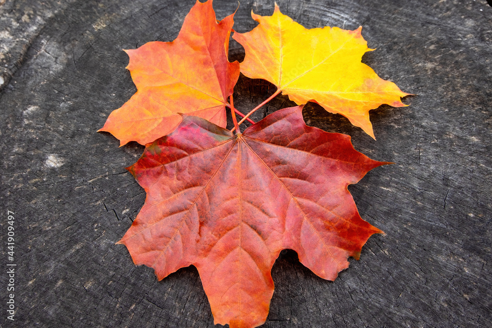 Several of natural autumn maple leaves of yellow, orange, red, burgundy colors they lie on a wooden background Several of natural autumn maple leaves of yellow, orange, red, burgundy colors they lie on a wooden background