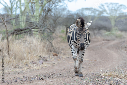 Zebra stallion [equus quagga] on dirt road in Africa photo