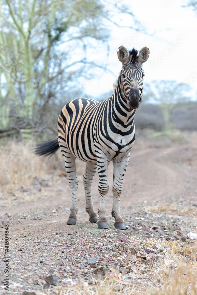 Obraz premium Zebra stallion looking at photographer on dirt road in Africa