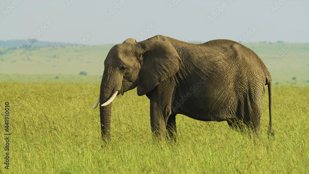 a large elephant standing in the meadows