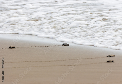 Pequeña tortuga en una playa de arena en la playa de Playa de Tuxpan, Veracruz photo