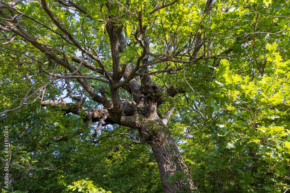 Fototapeta premium Quercus pubescens, the downy oak or pubescent oak