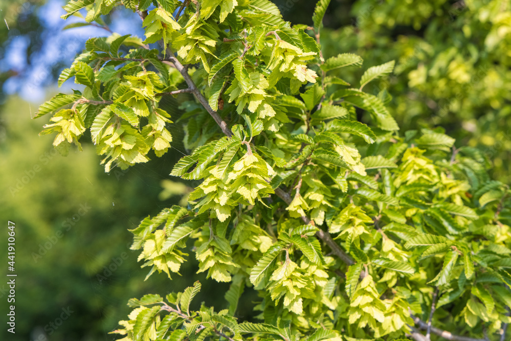 Fruits of Carpinus orientalis, known as the Oriental hornbeam Fruits of Carpinus orientalis, known as the Oriental hornbeam