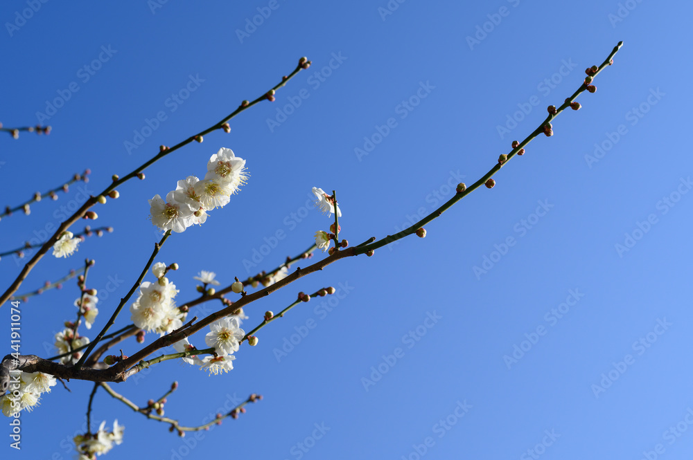 青空と梅の花