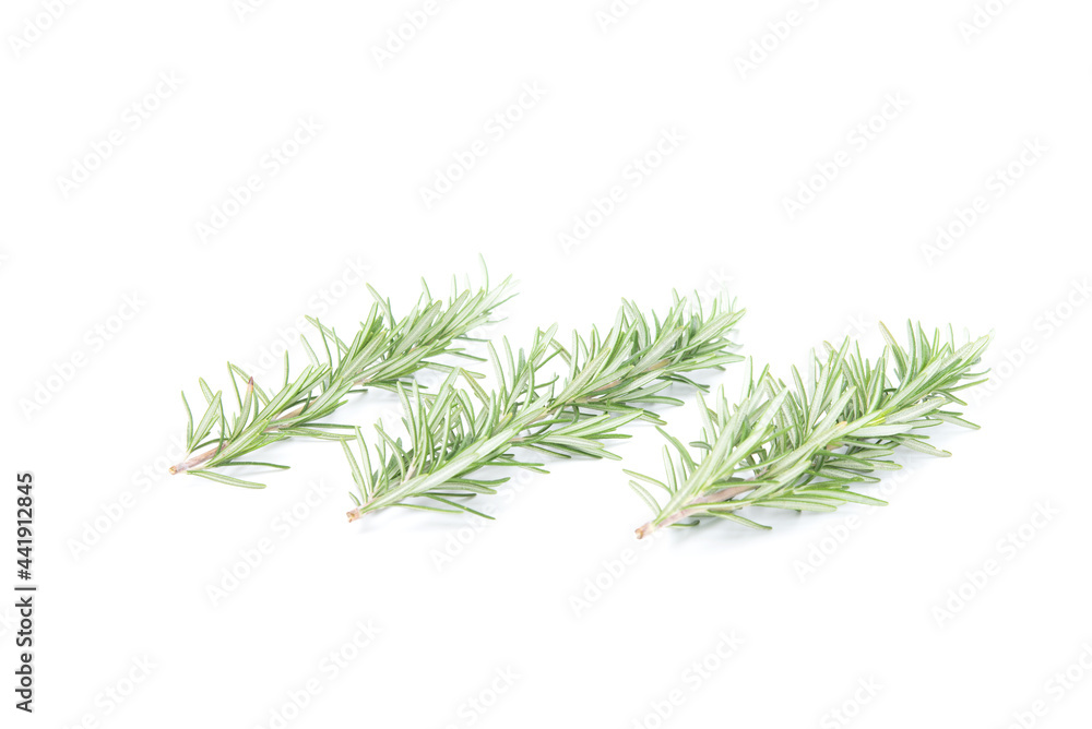 Fototapeta premium Rosemary sprig flowering isolated on white background. Aromatic evergreen shrub