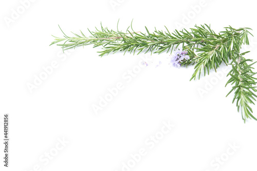 Rosemary sprig flowering isolated on white background. Aromatic evergreen shrub