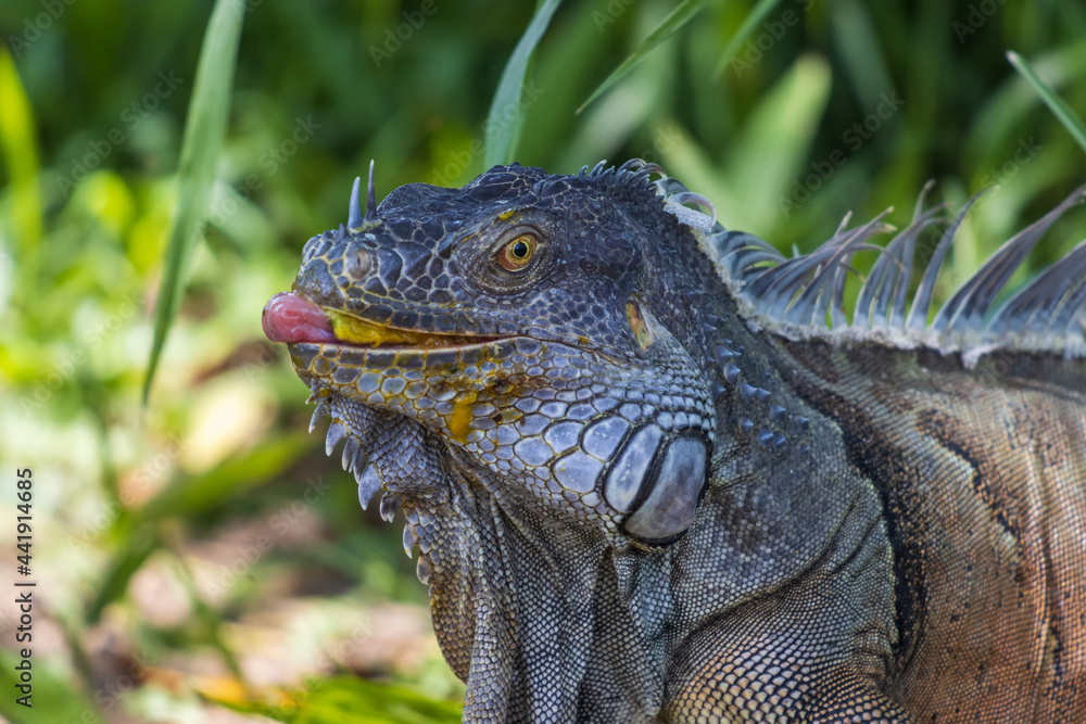 Primer plano de una iguana verde comiendo un mango Primer plano de una iguana verde comiendo un mango