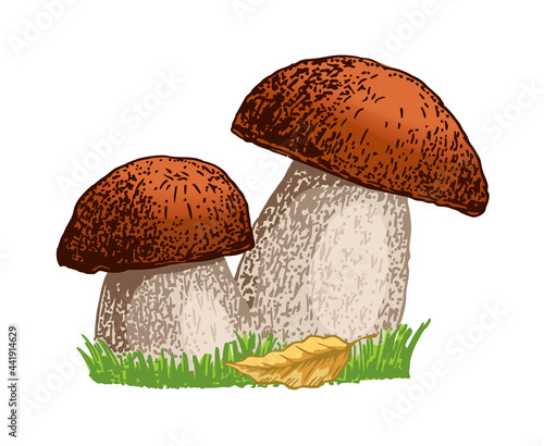 Porcini mushroom hand drawn vector illustration. Sketch food drawing isolated on white background. Organic vegetarian product. For menu, label, product packaging, recipe. Mushroom boletus.