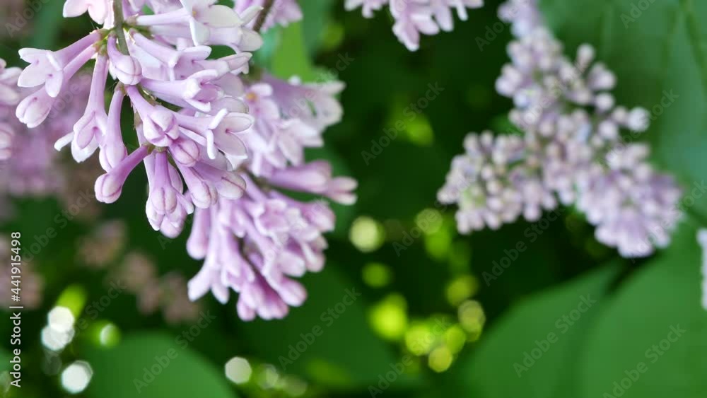Spring landscape - blooming lilacs in the rays of the setting sun. Spring landscape - blooming lilacs in the rays of the setting sun.