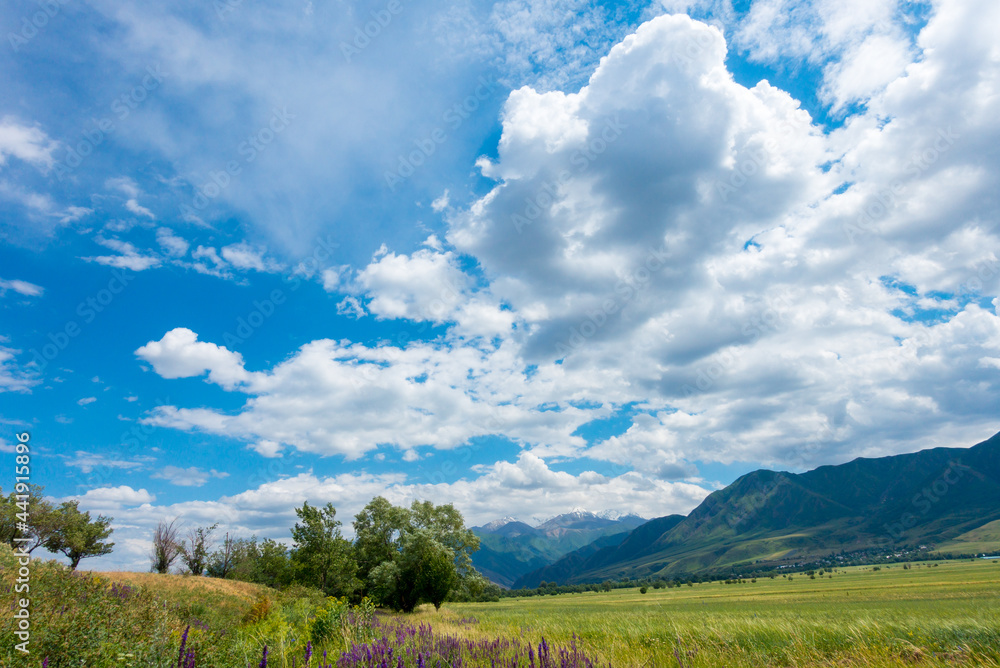 Summer mountain landscape. Blooming fields and medicinal herbs against the background of high mountains. Kyrgyzstan. Summer mountain landscape. Blooming fields and medicinal herbs against the background of high mountains. Kyrgyzstan.
