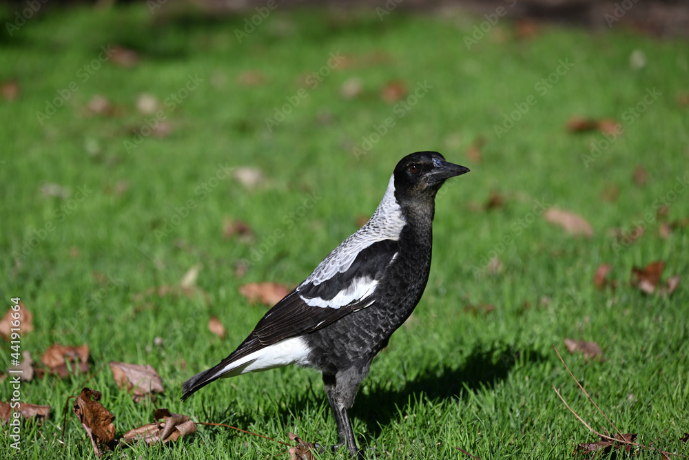 Close up of a juvenile Australian magpie standing on a lawn, with dry autumn leaves scattered nearby Close up of a juvenile Australian magpie standing on a lawn, with dry autumn leaves scattered nearby
