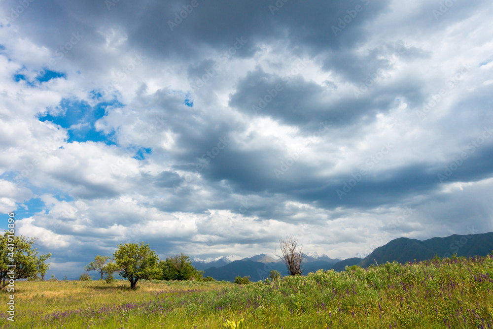 Obraz premium Summer mountain landscape. Blooming fields and medicinal herbs against the background of high mountains. Kyrgyzstan.