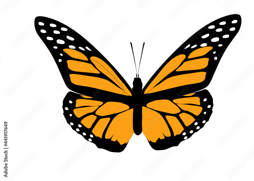 Fototapeta premium vector illustration of butterfly.