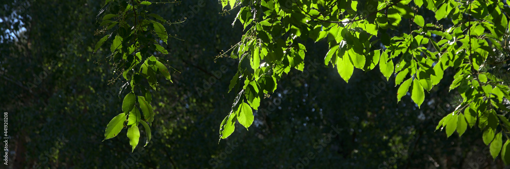 Green leaves of the bird cherry illuminated by the rays of the afternoon sun Green leaves of the bird cherry illuminated by the rays of the afternoon sun