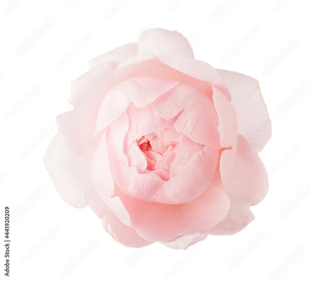 Pale light pink Rose isolated on white background.