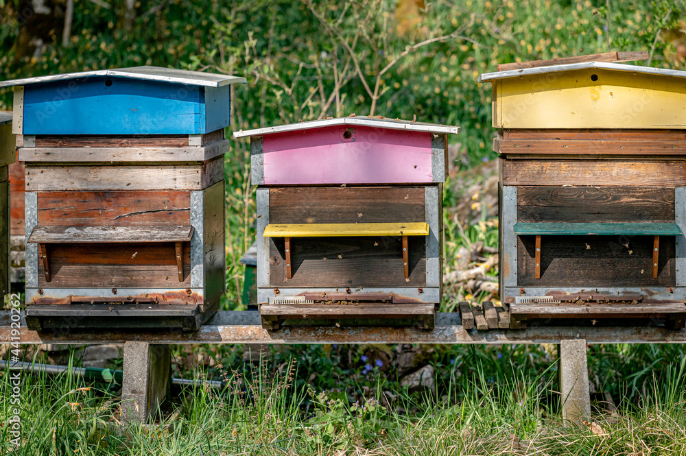Hives of bees in the apiary. Painted wooden beehives with active honey bees. Bee yard in Switzeland. Hives of bees in the apiary. Painted wooden beehives with active honey bees. Bee yard in Switzeland.