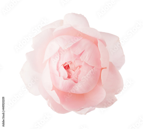 Obraz na płótnie Pale light pink Rose isolated on white background. w salonie