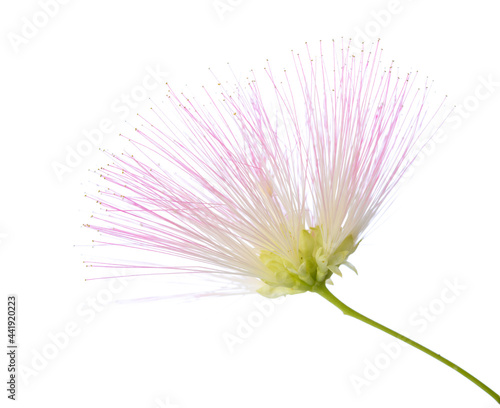 Flower of Persian Silk Tree with very long stamens of pale pink color isolated on white background. Selective focus. Shallow DOF.