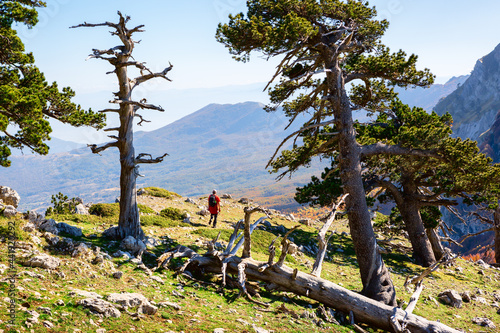 Obraz na płótnie Bosnian pines on top of Serra di Crispo mountain (Garden of Gods), Pollino National Park, southern Apennine Mountains, Italy. w salonie