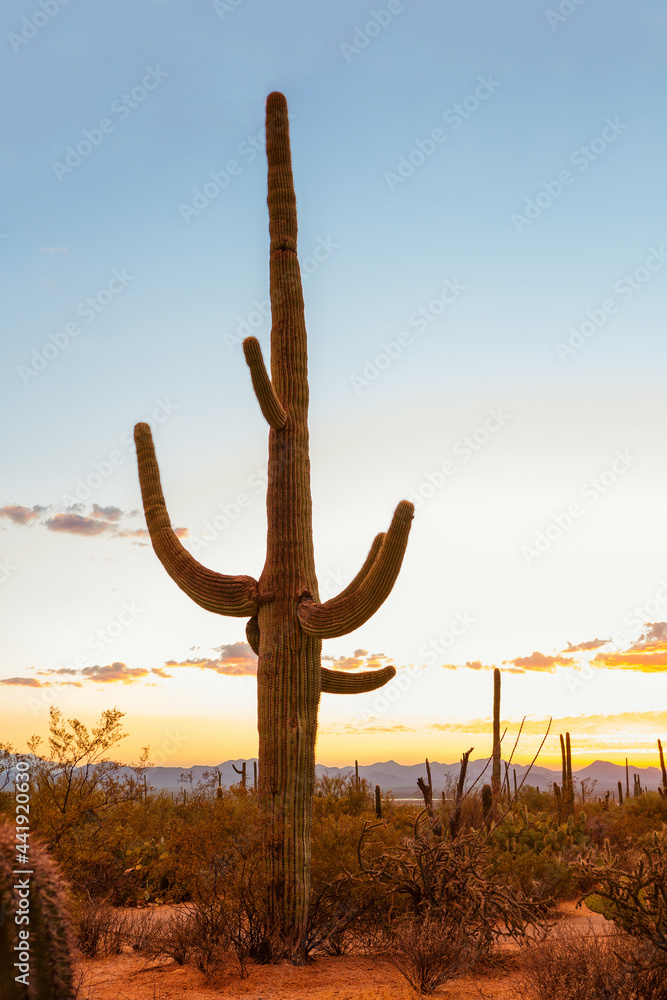 Large  cactus (Carnegiea gigantea)  at sunset in the  Saguaro National Park, near Tucson, Pima County,  southeastern Arizona, United States.
