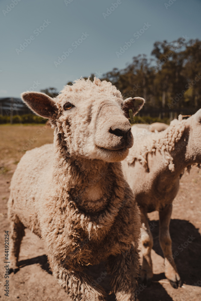 Sheep outside standing in a field.