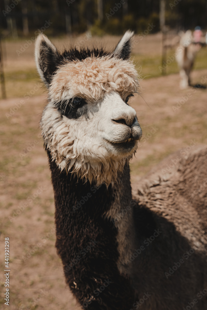 Obraz premium Close up of a Lama outside standing in a field.